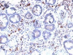 MUC3 Antibody (MUC3/2992R) - Azide and BSA Free, Novus Biologicals 100